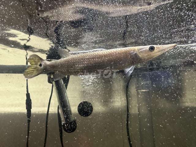 Pike Hujeta fish