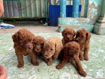 Chó Poodle Nâu 40 ngày tuổi