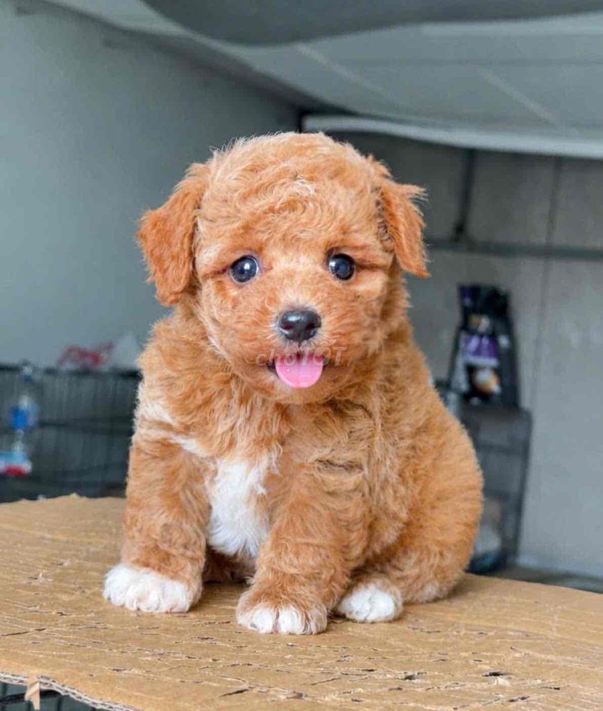 Chó Poodle trà sữa 2 tháng đã tiêm. Mua bán Chó tại Huyện Bình Chánh Tp Hồ Chí Minh được đăng bởi pom pet sài gòn hình 1