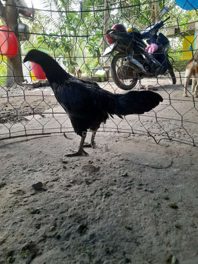Gà mái Thái Mỹ 1.8kg màu Đen. Mua bán Gà tại Huyện Cái Bè Tiền Giang được đăng bởi Minh Nhut hình 1