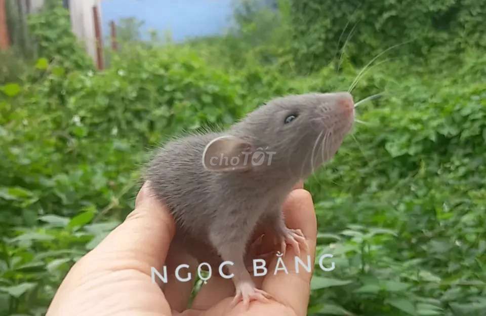 Chuột rat dumbo (2 bé tặng 1)