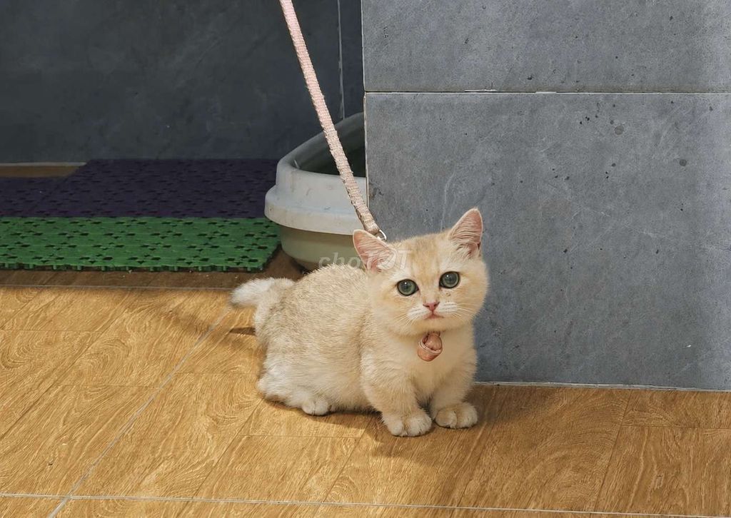 Mèo NY12 Lùn Béo Ú Girl. Mua bán Mèo tại Quận Thanh Khê Đà Nẵng được đăng bởi Meow Mel hình 1