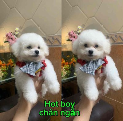 Chó Poodle cái 2 tháng