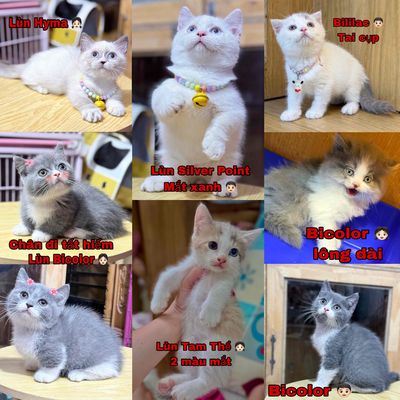 Mèo xinh Q3 - Bán xuyên Tết nhiều em lùn cute