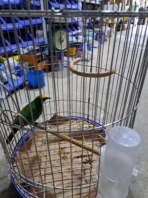 Chim thanh tuoc thuan. Mua bán Chim tại Thành phố Thuận An Bình Dương được đăng bởi Thành  Trần minh