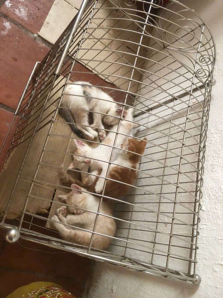 Bán Mèo lai ba tư con. Mua bán Mèo tại Thành phố Bắc Ninh Bắc Ninh được đăng bởi Quân Đại k hình 1