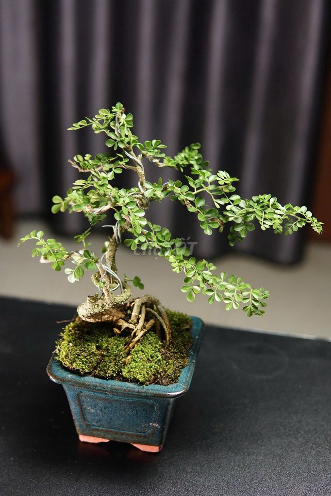 Cây Bonsai Cần Thăng Mini Để Bàn. Mua bán Cây cảnh, đồ trang trí tại Quận Ngũ Hành Sơn Đà Nẵng được đăng bởi Tris Lee hình 1