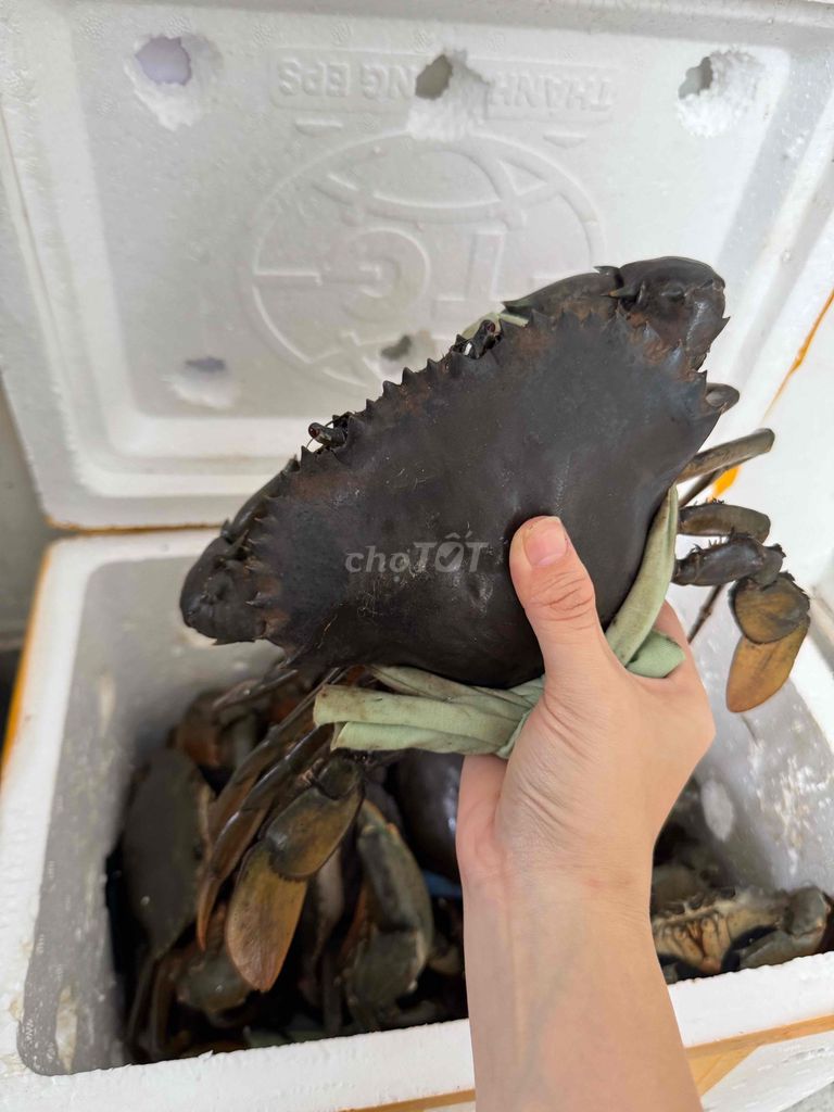 Cua Cà Mau - đặc sản ăn là ghiền. Mua bán Đồ ăn, thực phẩm và các loại khác tại Quận Gò Vấp Tp Hồ Chí Minh được đăng bởi Tạ Ngọc Trân hình 5