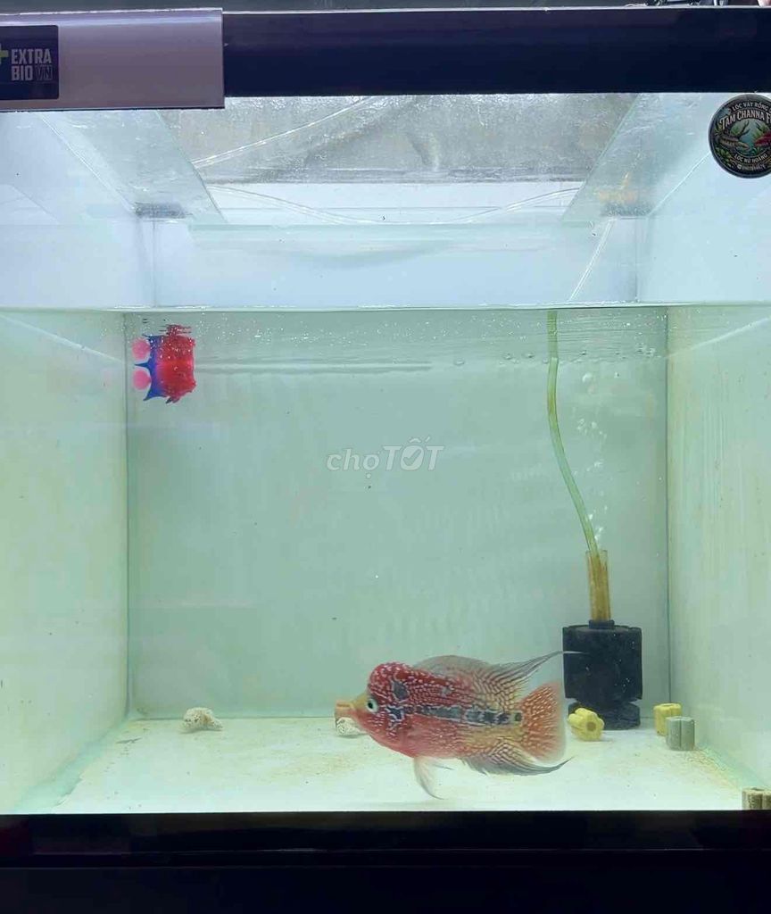 Cá cảnh Châu FN Full Red Đỏ. Mua bán Thú cưng khác tại Quận 4 Tp Hồ Chí Minh được đăng bởi Chí Tâm hình 1