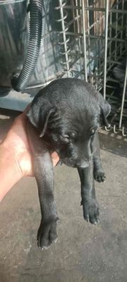 Chó Phú Quốc màu đen ngầu xoáy lưng 1.5 tháng tuổi