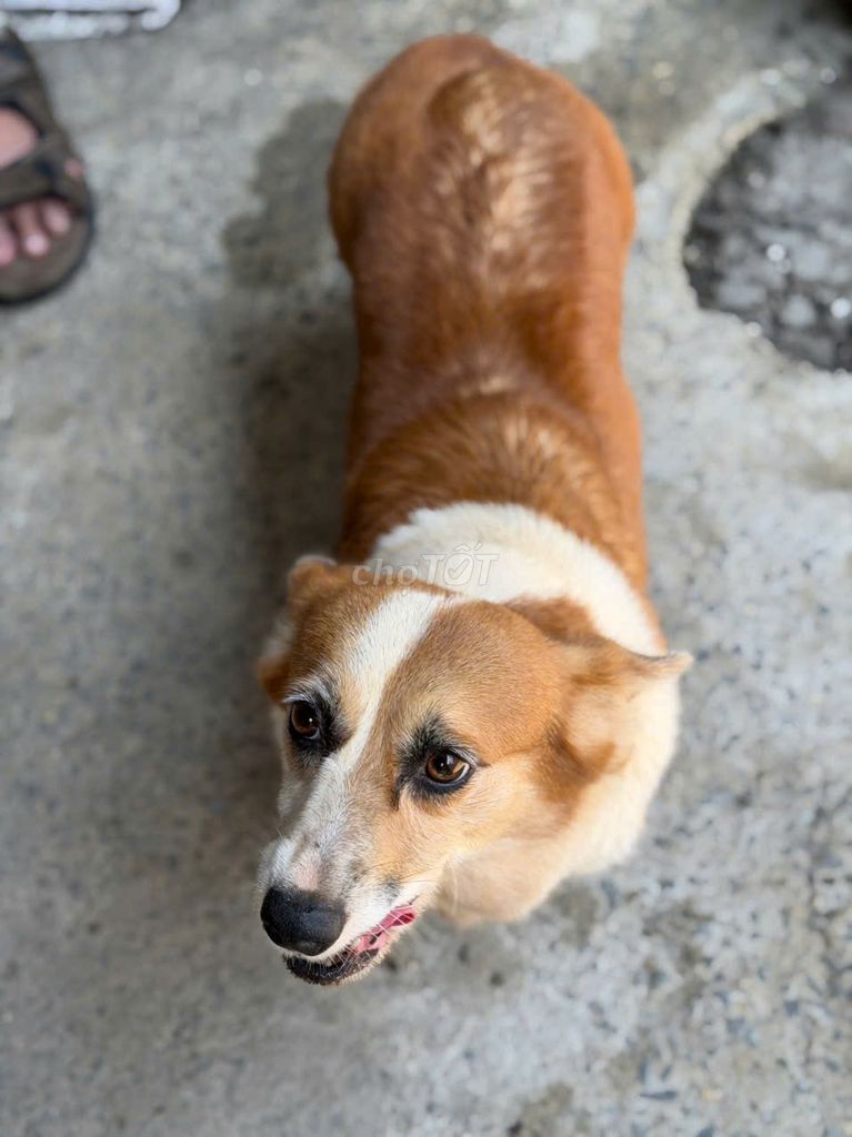 Chó Corgi. Mua bán Chó tại Quận Gò Vấp Tp Hồ Chí Minh được đăng bởi PHẠM DƯƠNG hình 1
