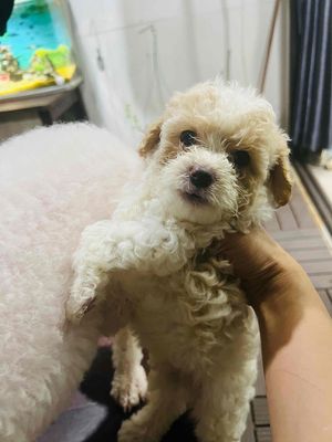 Nhà mih có đàn chó Poodle.được 45 ngày tuổi