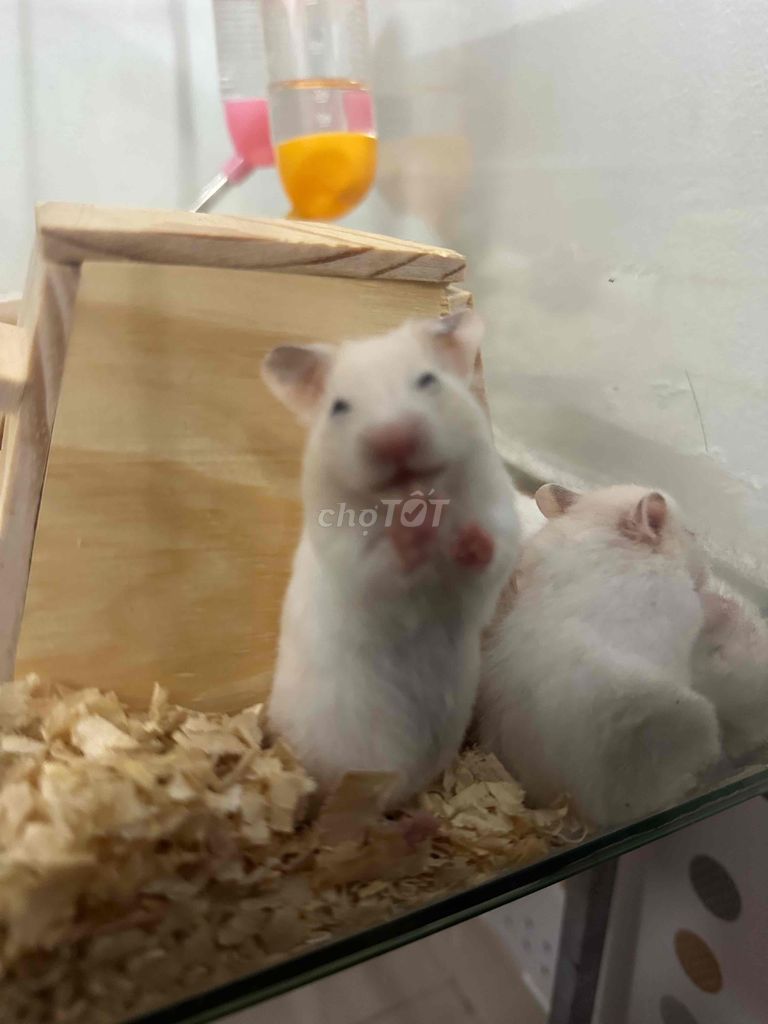 Chuột Hamster siu cute