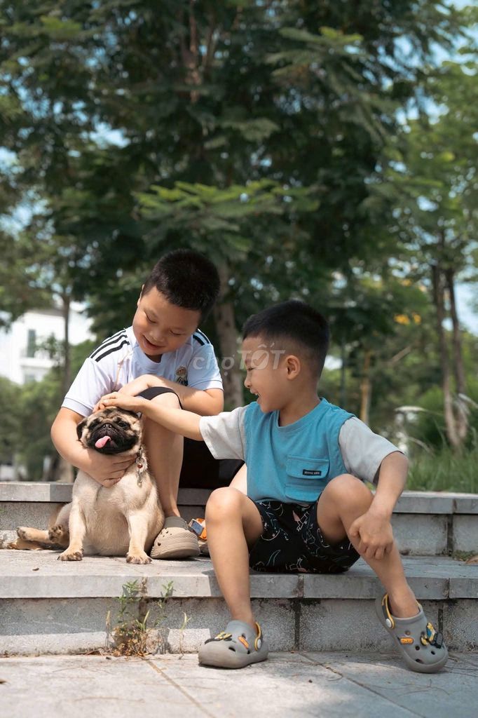 Chó Pug cái 7 tháng màu Nâu. Mua bán Chó tại Quận Long Biên Hà Nội được đăng bởi nguyễn hoàng anh quốc hình 1