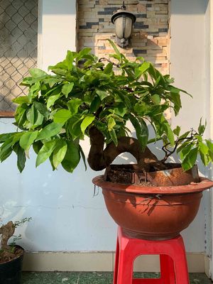 mai vàng bonsai ghép giảo TĐ 3 mùa,cây rất khoẻ