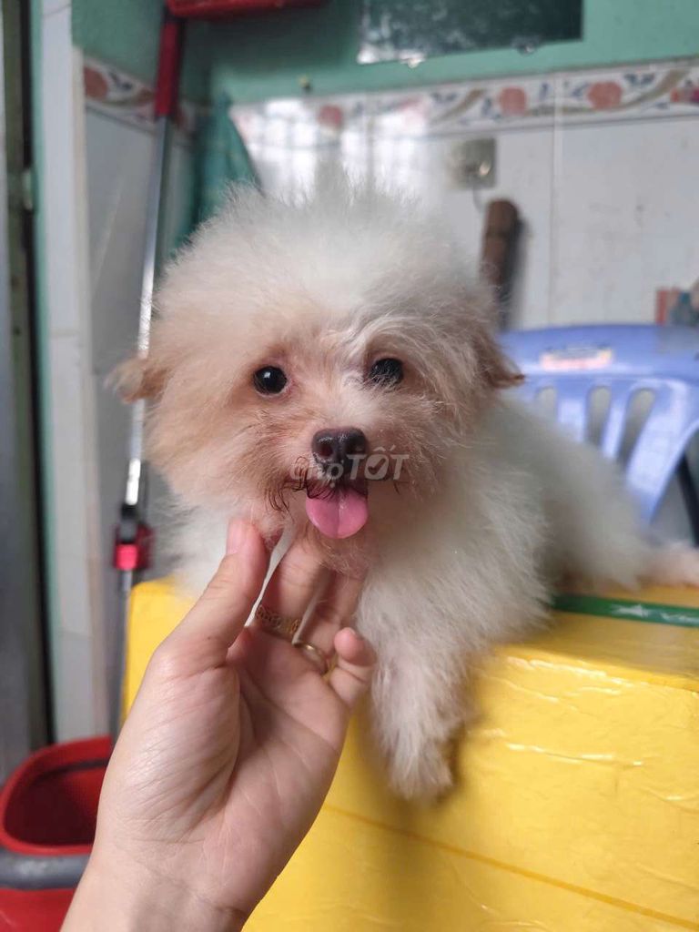 Chó Poodle lai Pom Cái . Mua bán Chó tại Huyện Nhà Bè Tp Hồ Chí Minh được đăng bởi Tê Tê hình 1