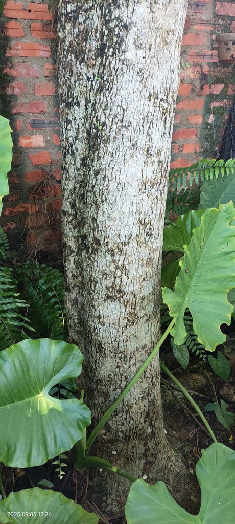 BÁN SƯA HƠN 20 NĂM TO KHOẺ Ở ĐỒNG HỚI QUẢNG BÌNH. Mua bán Cây cảnh, đồ trang trí tại Thành Phố Đồng Hới Quảng Bình được đăng bởi BÔNG hình 1