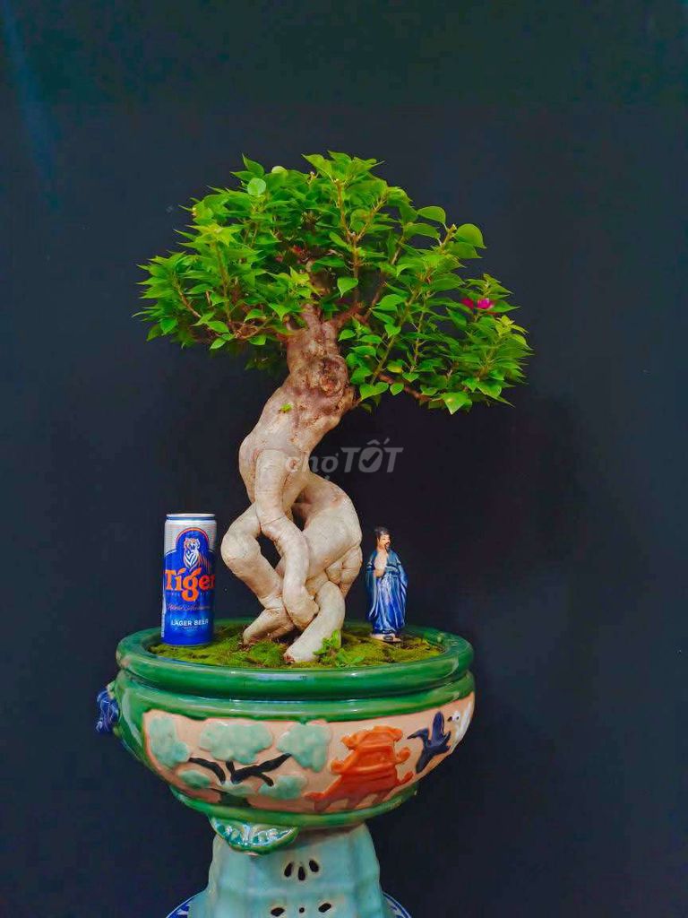 Cây Hoa Giấy Mỹ bonsai cao 60cm