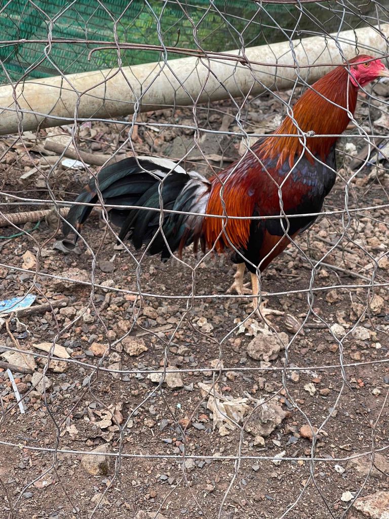 cuban lai chạng 1,4kg. Mua bán Gà tại Huyện Trảng Bom Đồng Nai được đăng bởi Nguyễn Tiến Mạnh  hình 1