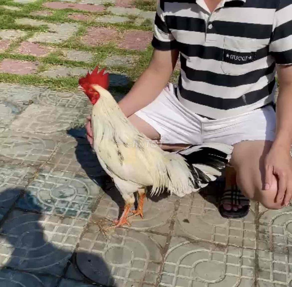 siu mỹ việt. Mua bán Gà tại Huyện Trà Cú Trà Vinh được đăng bởi Gà tre Trà vinh hình 1