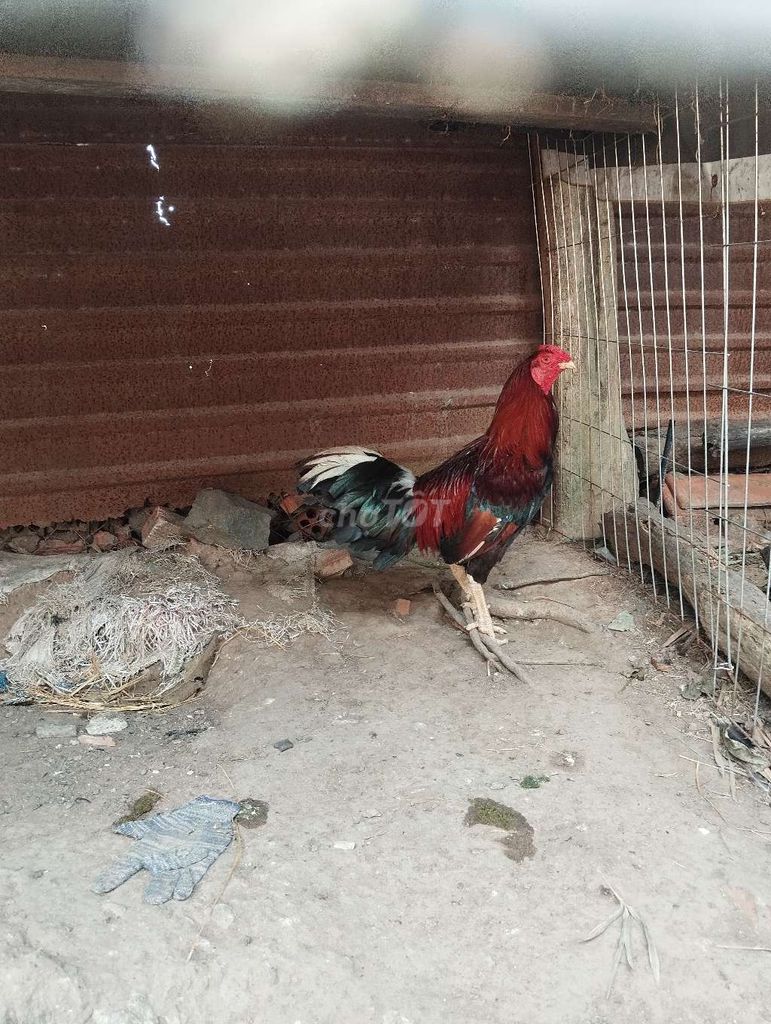 Gà chọi trống 3.2kg màu Điều. Mua bán Gà tại Thành phố Dĩ An Bình Dương được đăng bởi le khoi hình 1