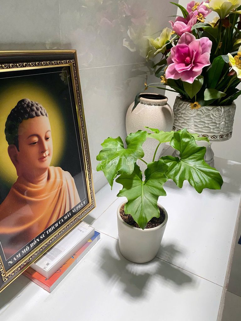 Cây Cảnh Để Bàn Trầu Thanh Xuân . Mua bán Cây cảnh, đồ trang trí tại Quận Bình Tân Tp Hồ Chí Minh được đăng bởi Henry Garden hình 1