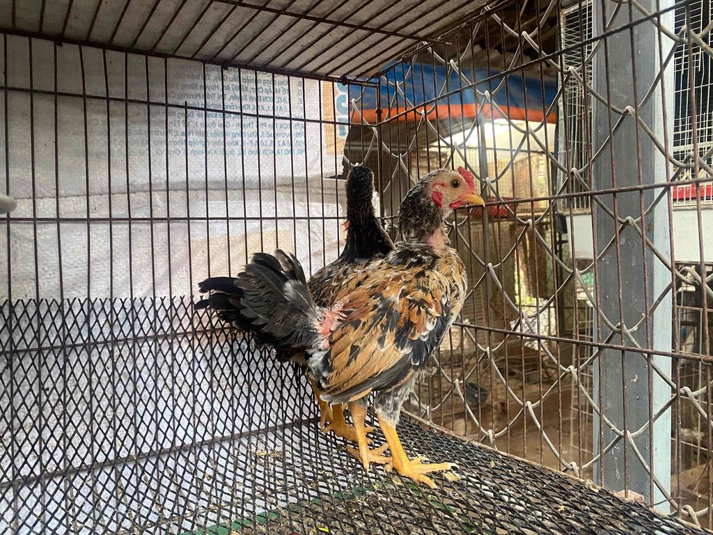 Gà tre Vàng điểm bông gần 3 tháng. Mua bán Gà tại Huyện Bình Chánh Tp Hồ Chí Minh được đăng bởi Gà tre Cần Giuộc hình 1