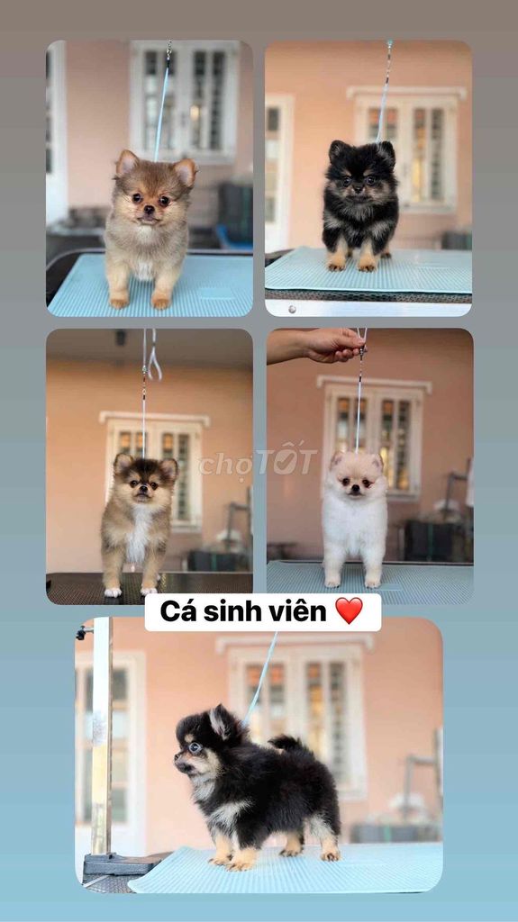 Chó Pom mini cả hai 2 mũi. Mua bán Chó tại Quận Ninh Kiều Cần Thơ được đăng bởi Mẫnn Mẫnn hình 1