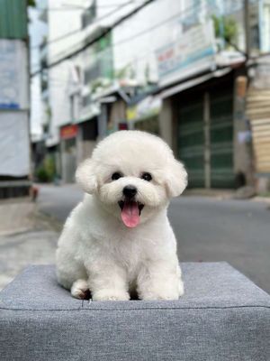 Poodle tiny Thuần Chủng. Mua bán Chó tại Thành phố Thuận An Bình Dương được đăng bởi THUẬN pet