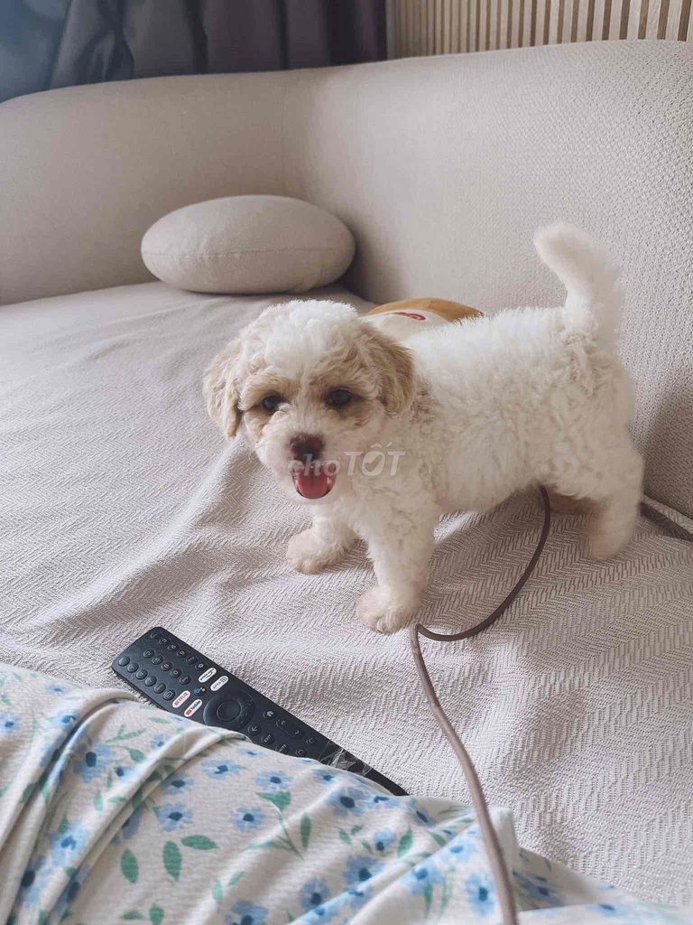 E mua bé mà chủ trọ không cho nuôi nên tìm nhà moi. Mua bán Chó tại Quận Liên Chiểu Đà Nẵng được đăng bởi Nguyễn Trang hình 5