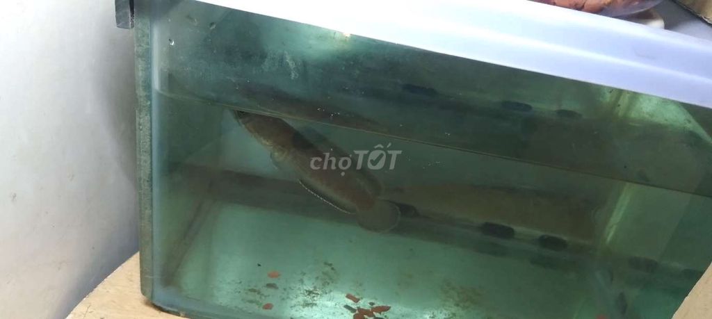 Cá lóc Nâu khỏe mạnh. Mua bán Thú cưng khác tại Quận 7 Tp Hồ Chí Minh được đăng bởi Lê nhựt tân Tân hình 1