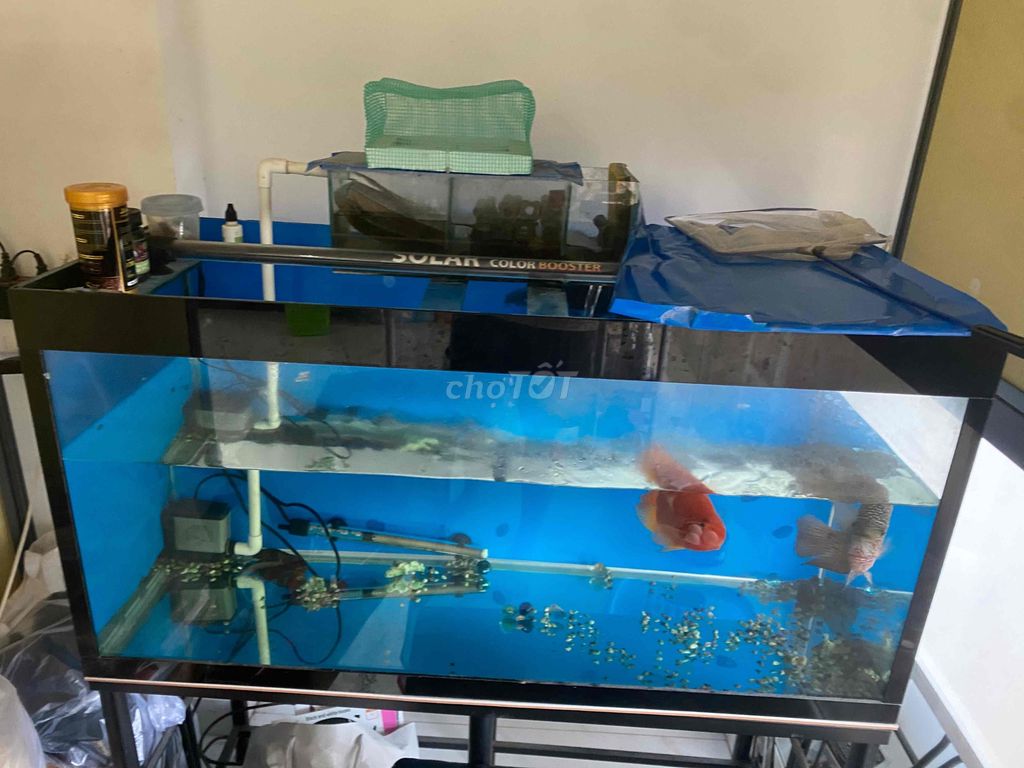 Combo hồ 1m như mới