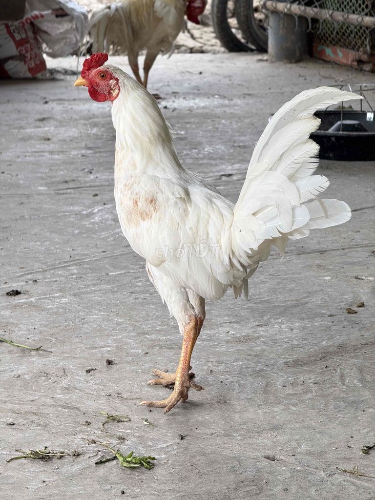 Gà Tre Úa lúa non. Mua bán Gà tại Huyện Phú Tân Cà Mau được đăng bởi Tuấn Gà Tre hình 1