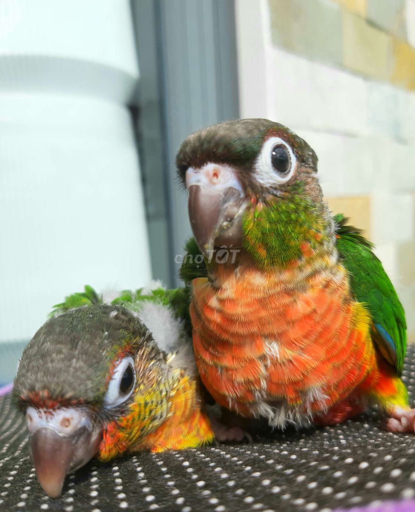 Vẹt Greencheck Đa sắc Chim non. Mua bán Chim tại Quận Gò Vấp Tp Hồ Chí Minh được đăng bởi Bao Bao hình 1