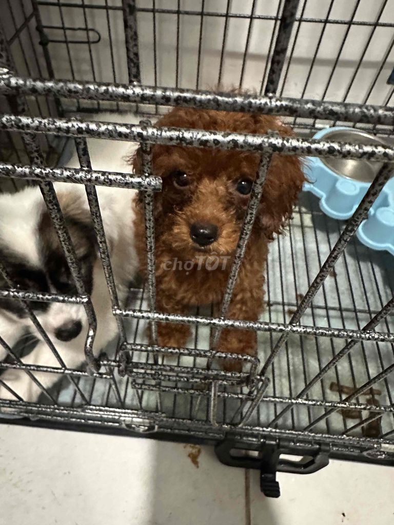 chó poodle vs phốc sóc. Mua bán Chó tại Thành phố Dĩ An Bình Dương được đăng bởi jing đạt hình 4