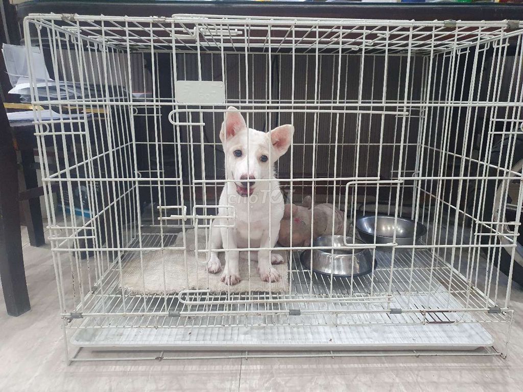 Chó cỏ trắng 4 tháng. Mua bán Chó tại Quận Sơn Trà Đà Nẵng được đăng bởi Hiếu hình 1