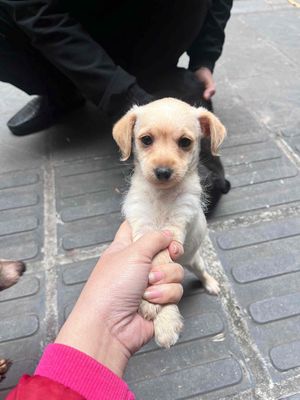 Chó Phốc lai - cái