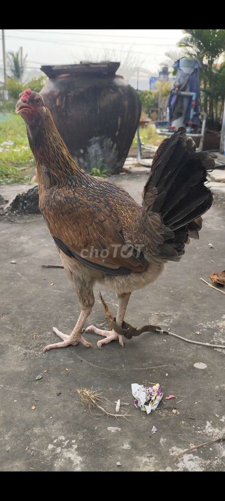 Gà mái Thái Mỹ tơ trạng khủng 3kg #31. Mua bán Gà tại Huyện Châu Thành Long An được đăng bởi Phuc Ga My hình 1