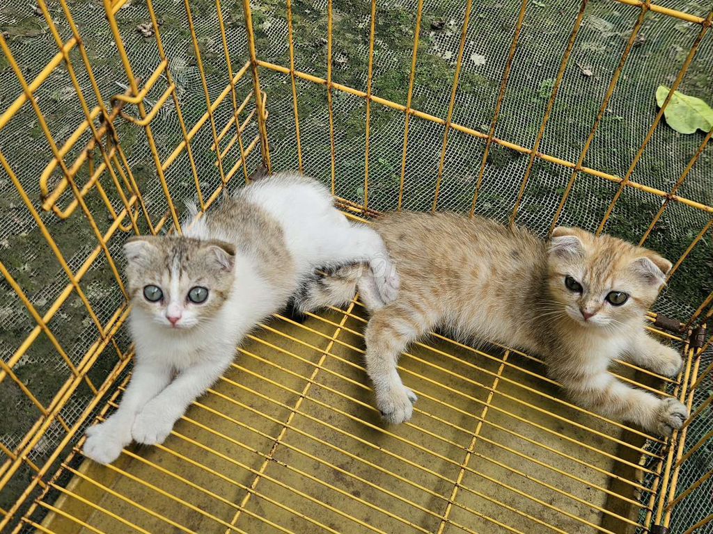Mèo Anh lông ngắn Cái Tai cụp. Mua bán Mèo tại Thành phố Mỹ Tho Tiền Giang được đăng bởi Đạt Mỹ Tho  hình 1
