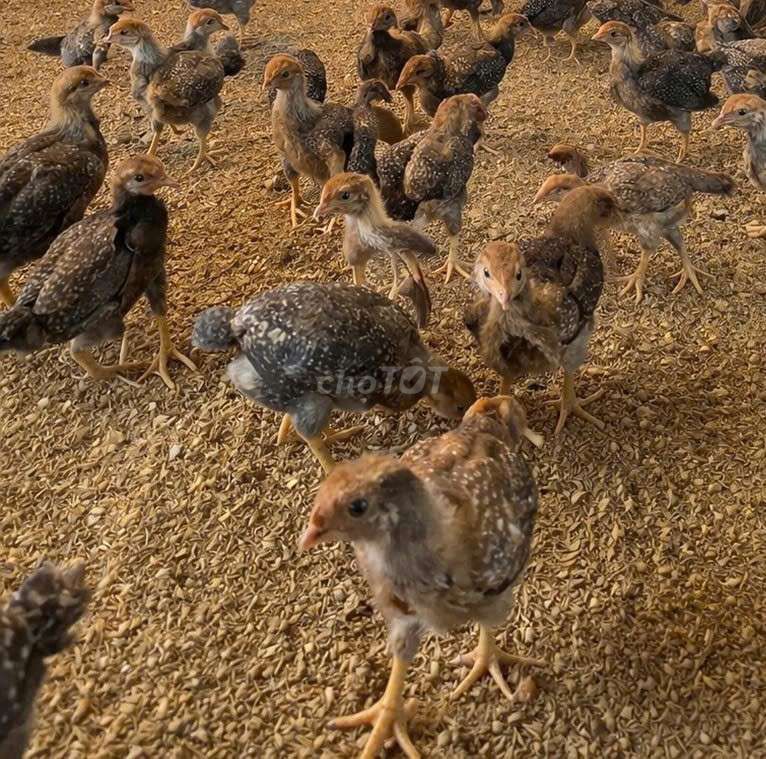 Gà Ai Cập nuôi lấy trứng. Mua bán Gà tại Huyện Hóc Môn Tp Hồ Chí Minh được đăng bởi Trần Thị Diệu Ni hình 1