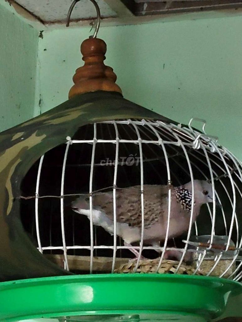 bộ cu gáy Việt như hình. Mua bán Chim tại Huyện Bình Chánh Tp Hồ Chí Minh được đăng bởi nam  hình 1