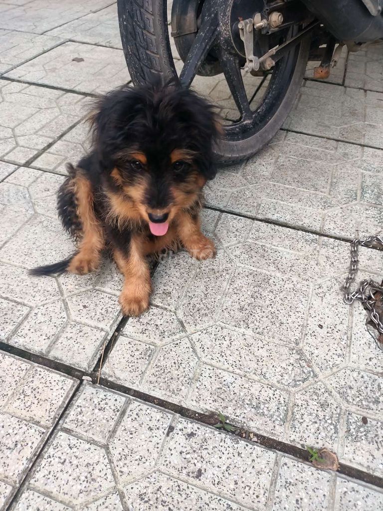 Tôi muốn bán một bé Yorkshire 4 tháng tuổi.. Mua bán Chó tại Huyện Đông Sơn Thanh Hóa được đăng bởi Doãn Tuấn hình 2