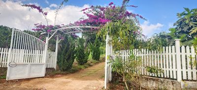 nhà biệt thự vườn 6000m2 ven đà lạt. Cho thuê nhà ở tại Huyện Lâm Hà Lâm Đồng được đăng bởi tâm