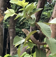 cây cảnh bonsai,công trình