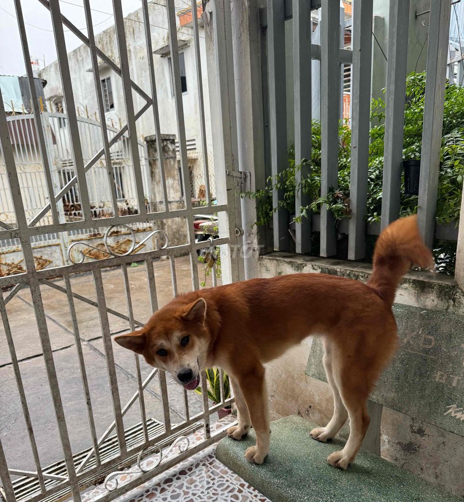 Chó Akita cái 5 tháng. Mua bán Chó tại Quận Ninh Kiều Cần Thơ được đăng bởi Nông Trại Gu Thích Thú  hình 1