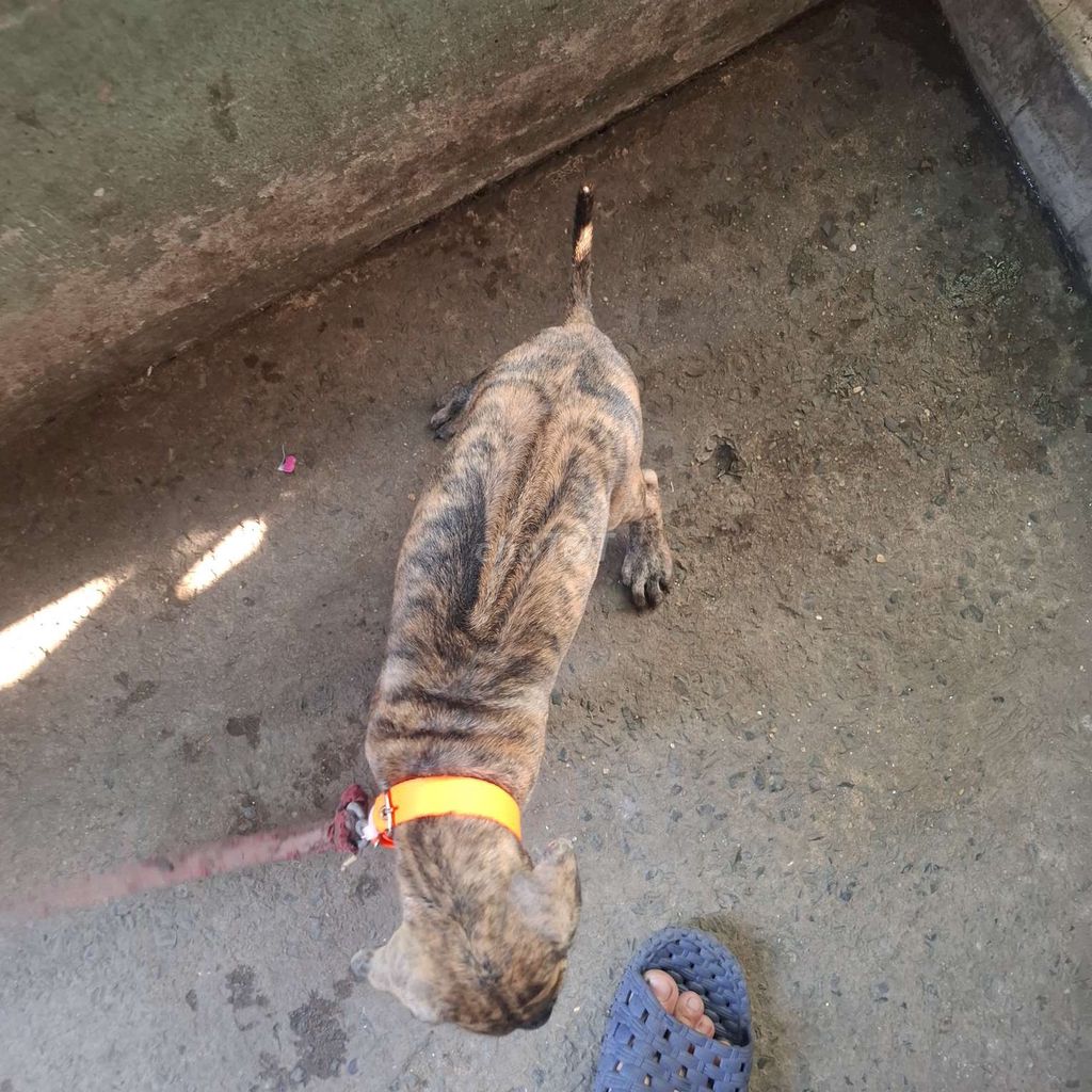 Chó Phú Quốc đực 2 tháng đã tiêm. Mua bán Chó tại Huyện Bình Chánh Tp Hồ Chí Minh được đăng bởi Nguyễn văn tuyển  hình 1