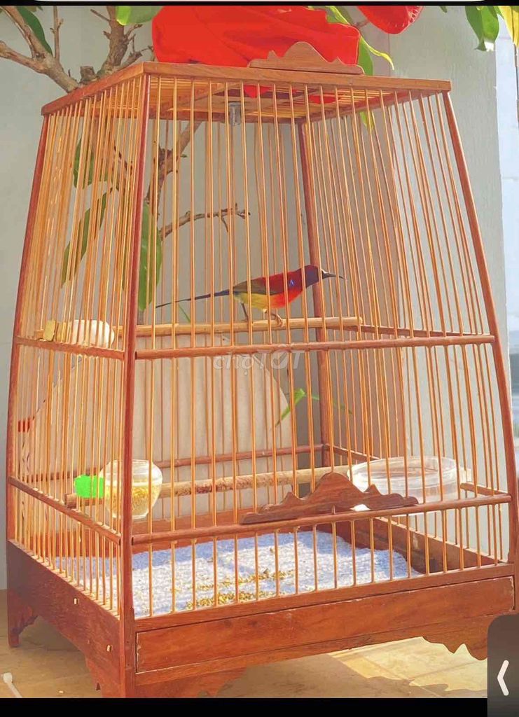 full bộ hút mật ngực lửa chim đẹp. Mua bán Chim tại Quận 12 Tp Hồ Chí Minh được đăng bởi Triển hình 1