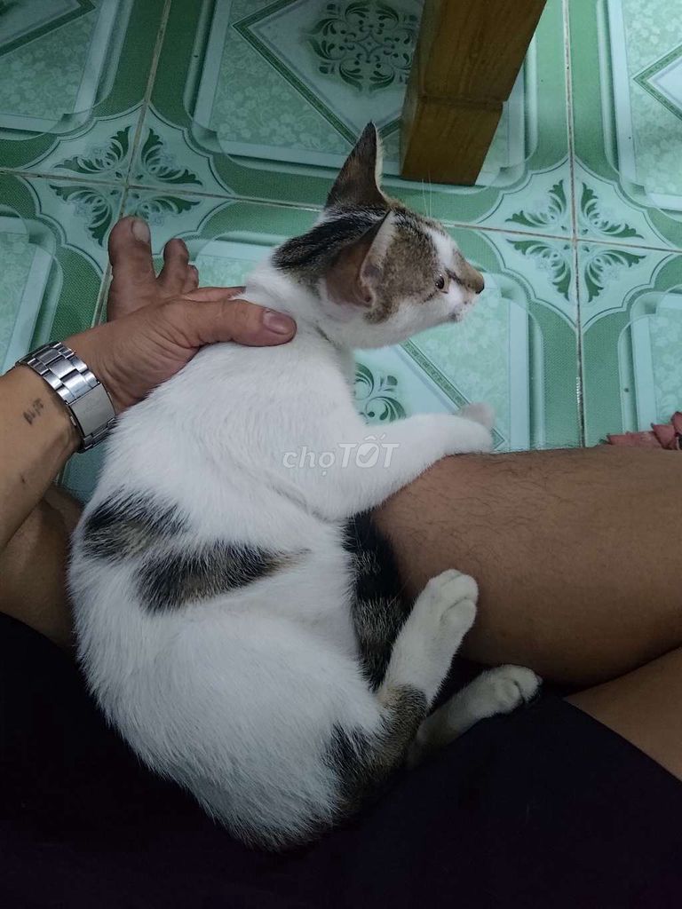 cho tặng mèo miễn phí. Mua bán Mèo tại Huyện Củ Chi Tp Hồ Chí Minh được đăng bởi Nguyễn xuân phước  hình 1