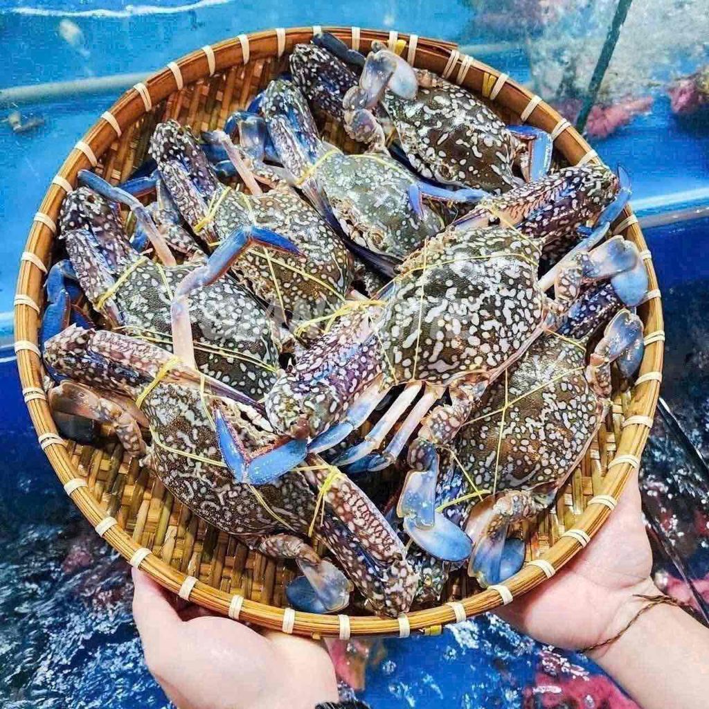 Ghẹ sống Bình Thuận. Mua bán Đồ ăn, thực phẩm và các loại khác tại Thành phố Thủ Đức Tp Hồ Chí Minh được đăng bởi Nguyễn Tấn Liêm hình 2