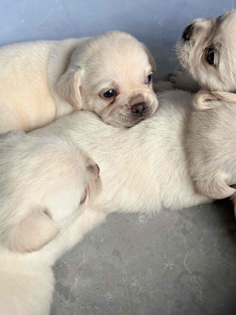 Pug lai Poodle Trắng. Mua bán Chó tại Thành phố Biên Hòa Đồng Nai được đăng bởi Dương Ngọc Ánh hình 1